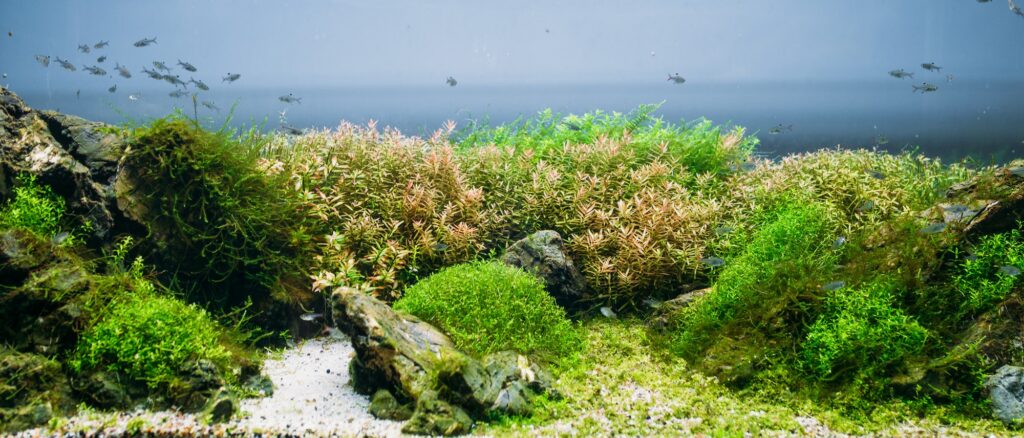 Aquarium algae, elements of flora in fishbowl