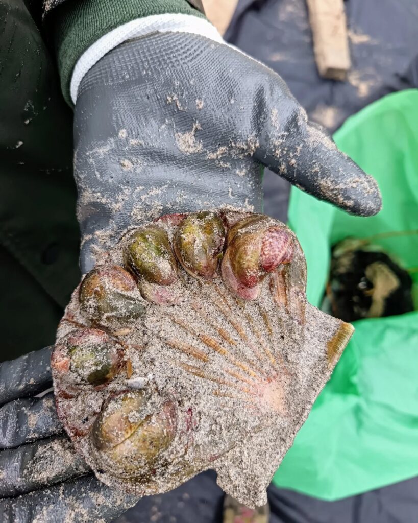 Limpeza Na Praia Dos Muíños En Muxía 00003